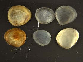Image representing Pisidium variabile.
