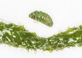 Image representing Spongilla lacustris.