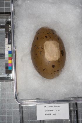 Image representing Gavia immer.