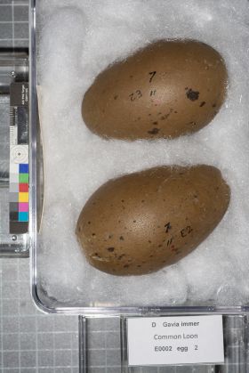 Image representing Gavia immer.