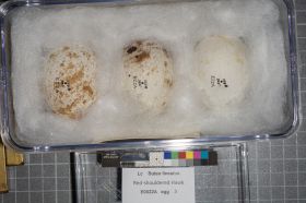 Image representing Buteo lineatus.