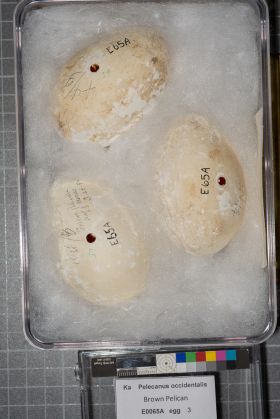 Image representing Pelecanus occidentalis.