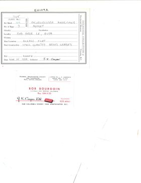 Image representing Recurvirostra americana.