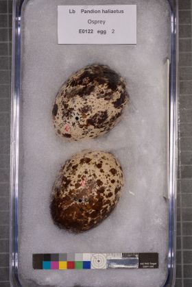 Image representing Pandion haliaetus.