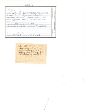 Image representing Recurvirostra americana.