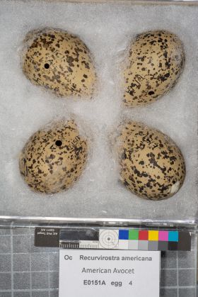 Image representing Recurvirostra americana.