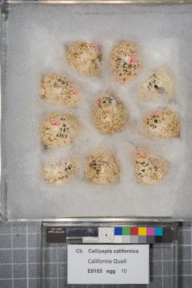 Image representing Callipepla californica.