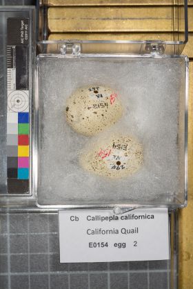 Image representing Callipepla californica.