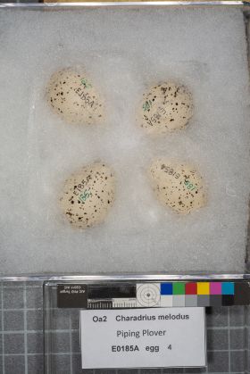 Image representing Charadrius melodus.