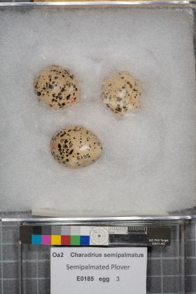 Image representing Charadrius semipalmatus.