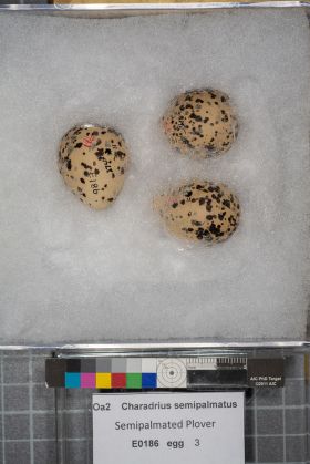 Image representing Charadrius semipalmatus.