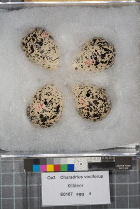 Image representing Charadrius vociferus.