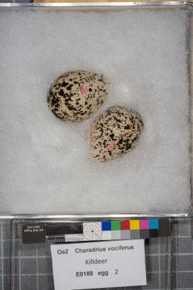 Image representing Charadrius vociferus.