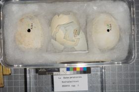 Image representing Buteo jamaicensis.