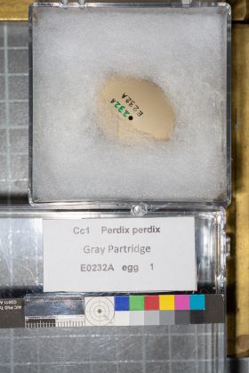 Image representing Perdix perdix.