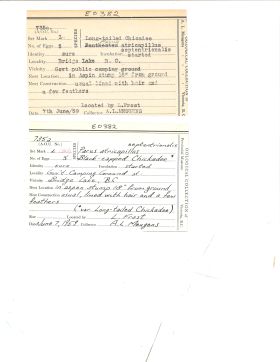 Image représentant Poecile atricapillus