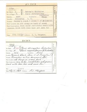 Image représentant Poecile atricapillus