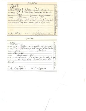 Image représentant Poecile atricapillus