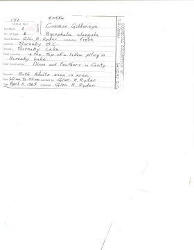 Image representing Bucephala clangula.