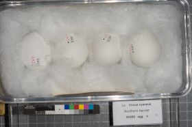 Image representing Circus hudsonius.