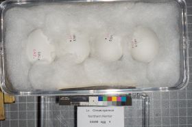 Image representing Circus hudsonius.