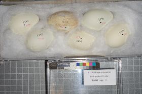 Image representing Podiceps grisegena.