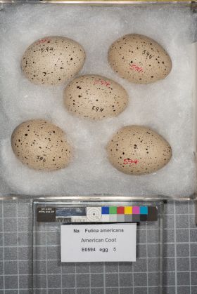 Image representing Fulica americana.