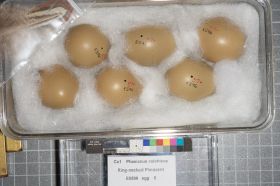 Image representing Phasianus colchicus.