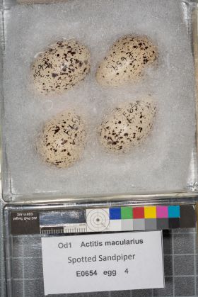 Image representing Actitis macularius.