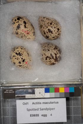 Image representing Actitis macularius.