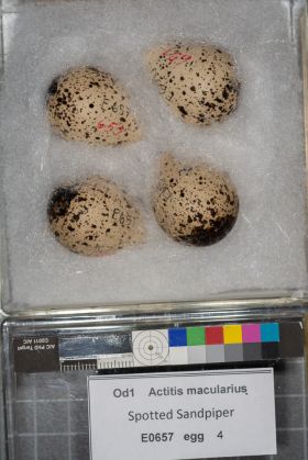 Image representing Actitis macularius.