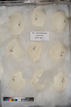 Image representing Oxyura jamaicensis.