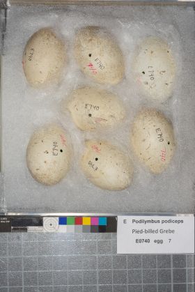 Image representing Podilymbus podiceps.