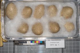 Image representing Fulica americana.