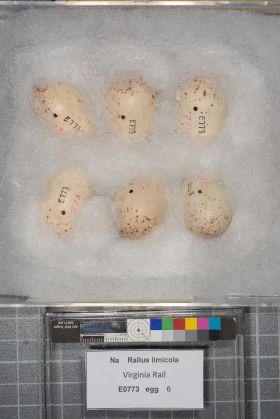 Image representing Rallus limicola.