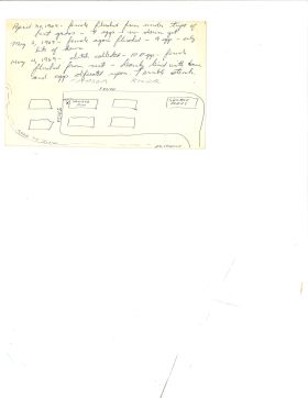 Image representing Spatula cyanoptera.