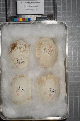 Image representing Buteo jamaicensis.