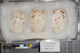 Image representing Buteo jamaicensis.