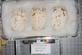 Image representing Buteo jamaicensis.