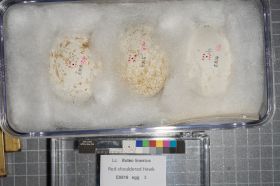 Image representing Buteo lineatus.