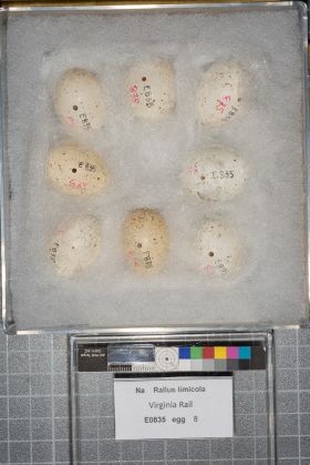 Image representing Rallus limicola.