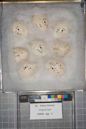 Image representing Rallus limicola.