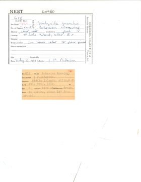 Image representing Bombycilla garrulus.