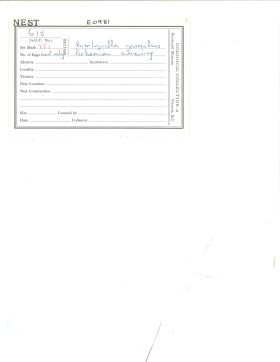 Image representing Bombycilla garrulus.