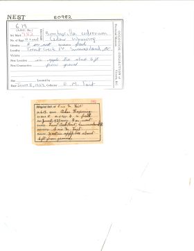 Image representing Bombycilla cedrorum.