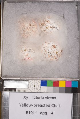 Image representing Icteria virens.