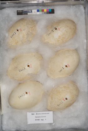 Image representing Branta canadensis.