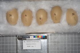 Image representing Botaurus lentiginosus.