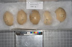 Image representing Botaurus lentiginosus.