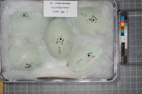 Image representing Ardea herodias.